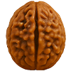 1 Mukhi Round