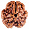 Rudraksha