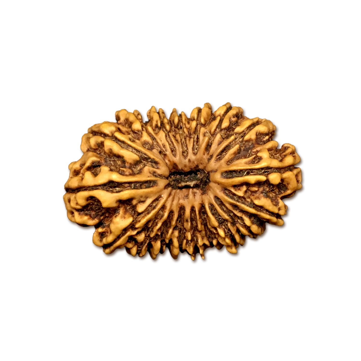 1Mukhi